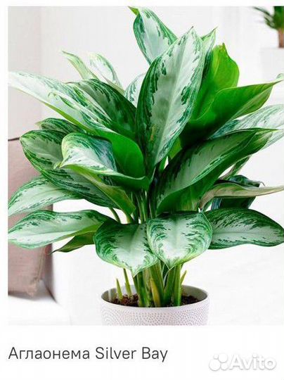 Аглаонема сильвер бей
