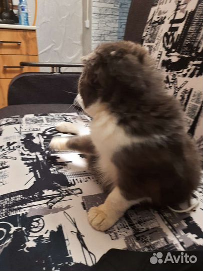 Вислоухий мальчик