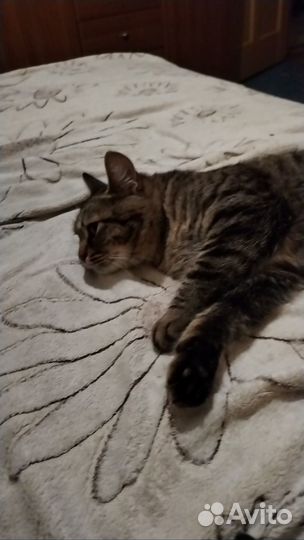 Коты в добрые руки