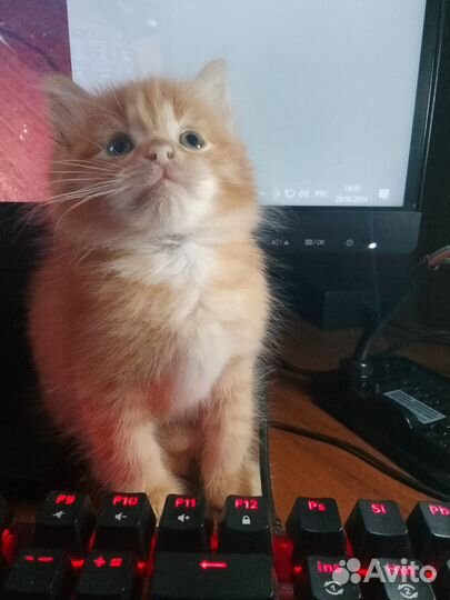 Котята., рыжий кот, темная девочка