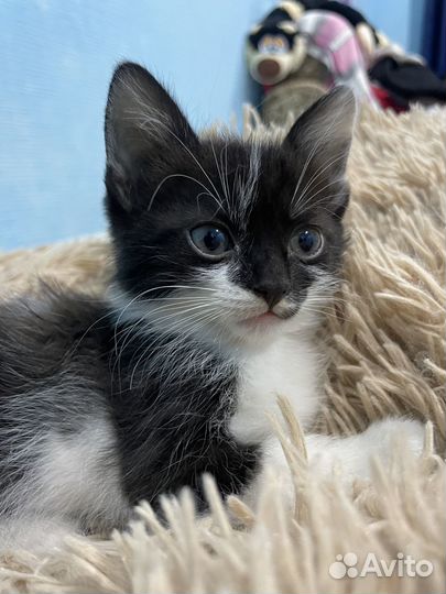 Отдам котят в добрые руки