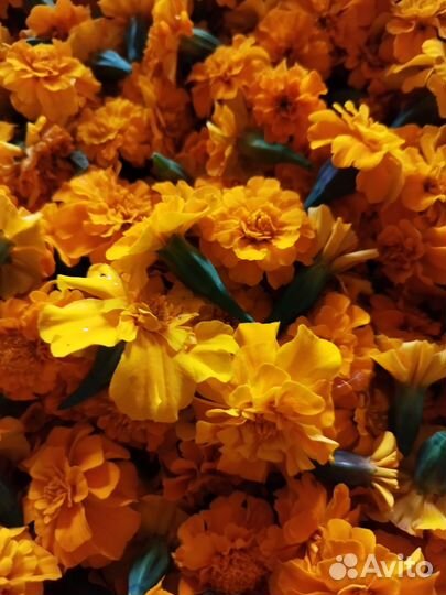 Цветки бархатцев сушеные