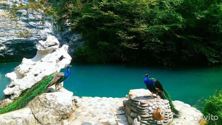 Индивидуальные экскурсии в абхазию