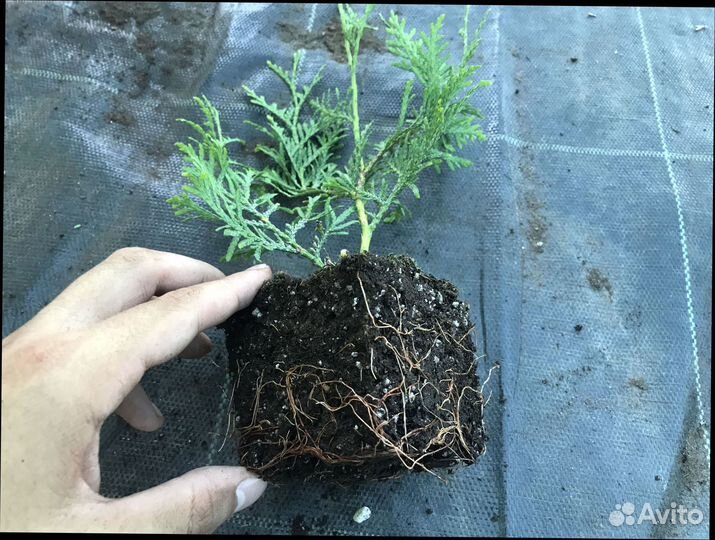 Туя брабант