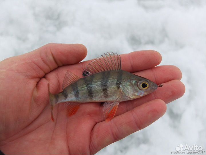 Рыба на корм животным