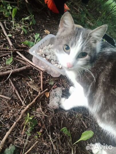 Кошка Алиса