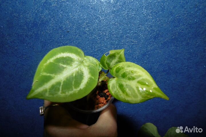 Антуриумы crystallinum x magnificum и silver blush