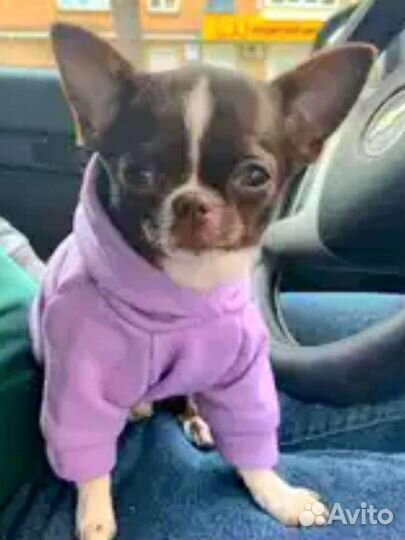 Шикарные щенки Чихуахуа мальчики