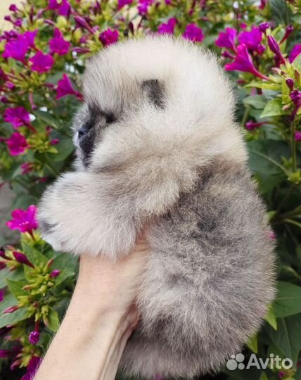 Мини девочка