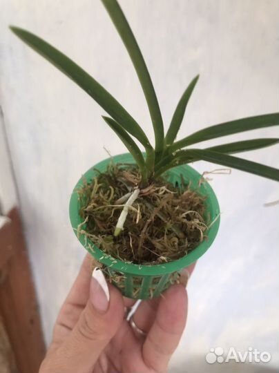 Орхидея.Neofinetia falcata