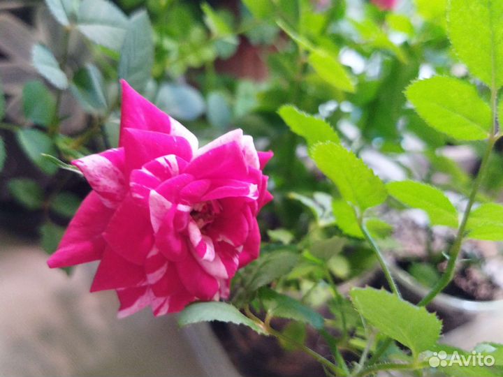 Комнатная роза