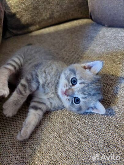 Шотландская кошка