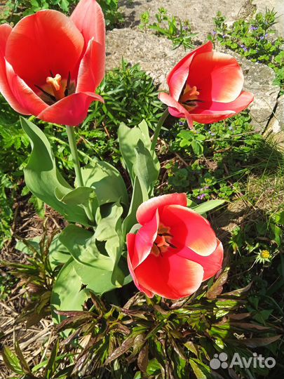 Многолетние садовые цветы, декоративные кустарники