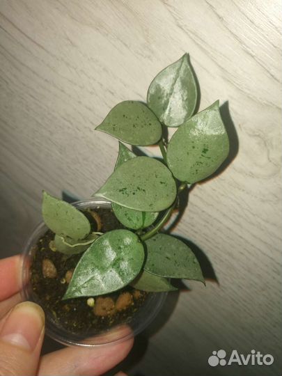 Хойя сортовые