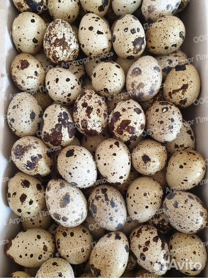 Яйца домашние с доставкой