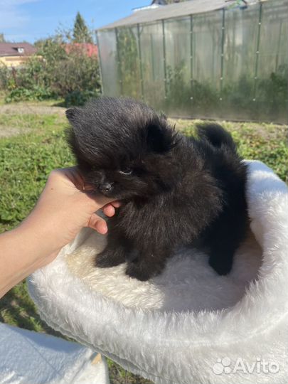 Девчонки и мальчишки шпица