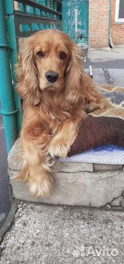 Вязка.Кокер спаниель