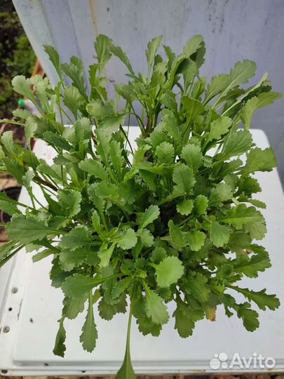 Рассада многолетник. ромашка