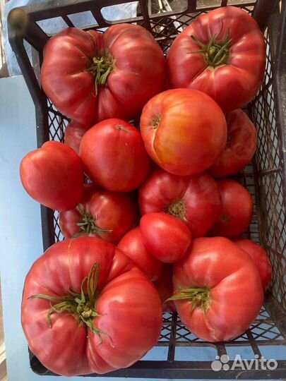 Помидора со своего огорода