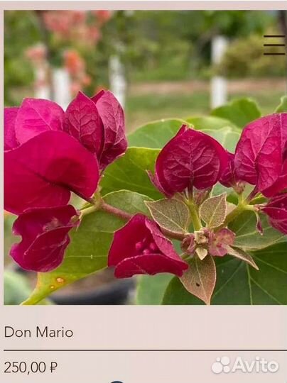 Бугенвеллии