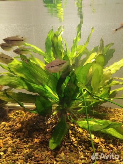 Эхинодорус