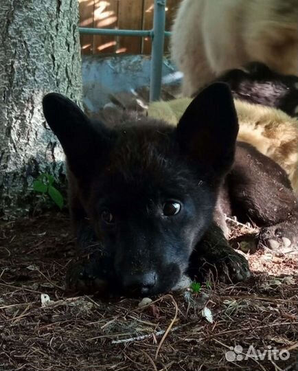 Щенки бесплатно