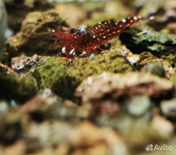 Креветки,улитки сулавеси