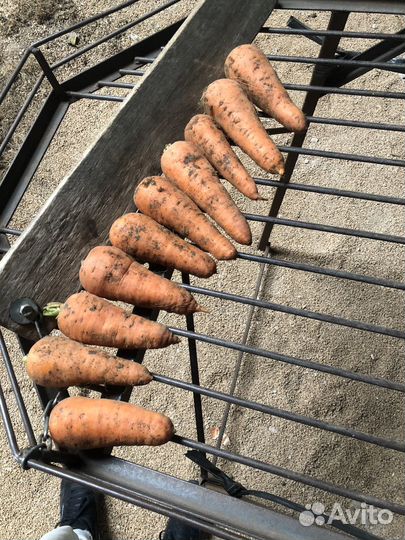 Морковь опт