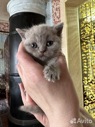 Шотландская