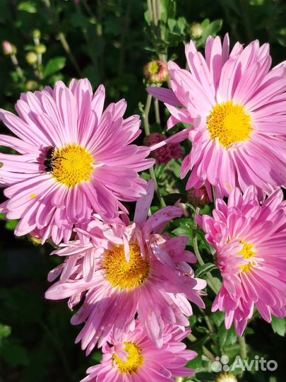 Хризантема