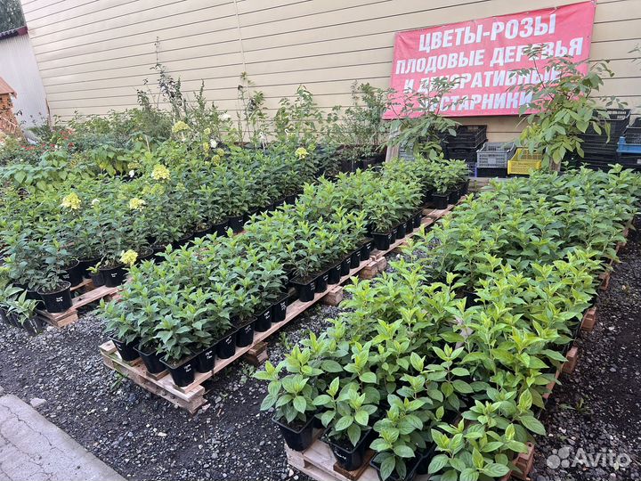 Гортензия метельчатая Скайфолл