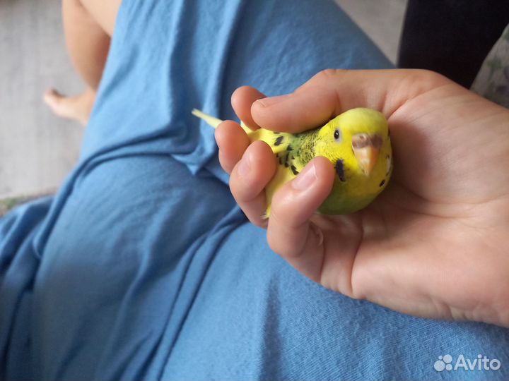 Передержка домашних грызунов/птиц