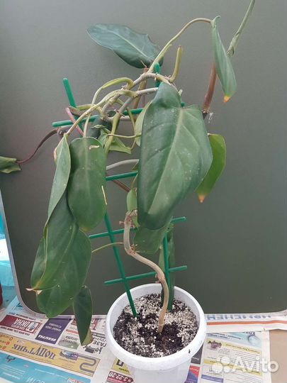 Филодендрон, черенки