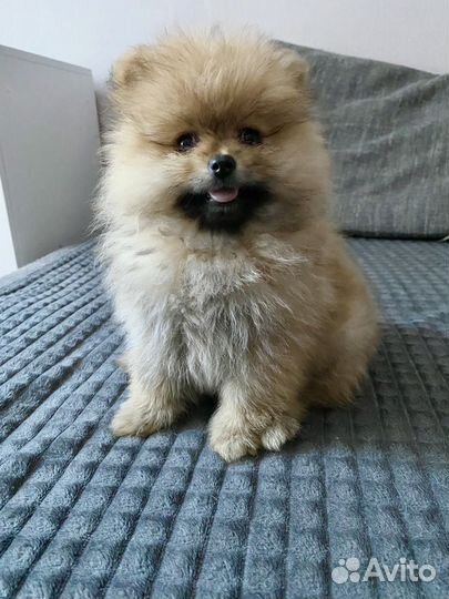 Померанский шпиц мини