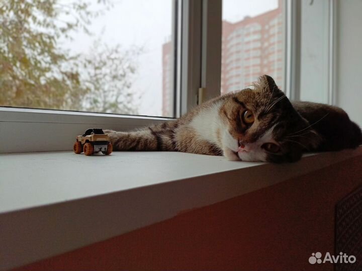 Кот в добрые руки