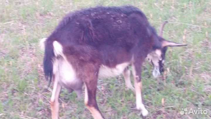 Козы и козочки