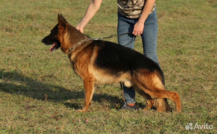 Вязка, импорт, Чемпион, крови Германия