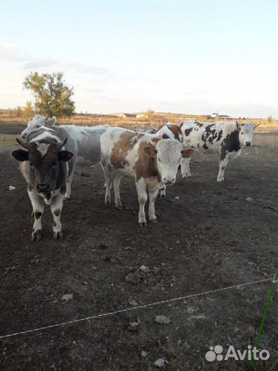 Продам коровы, телята, бычок