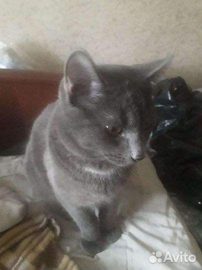 Подросток метис русской голубой в дар 6 мес