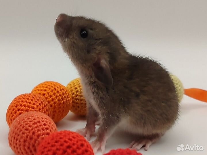 Декоративные крысята разных окрасов