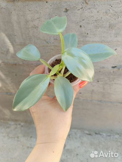 Филодендрон