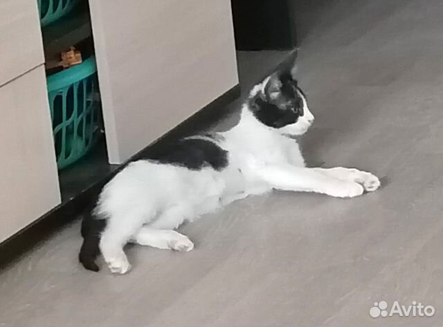 Благородный аристократ, котенок-подросток Джаз