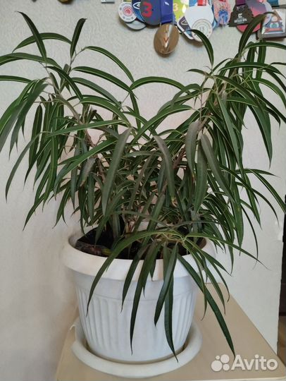 Фикус Али, Фикус Бенджамина