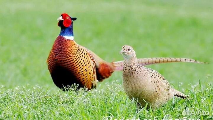 Фазаны,перепела,брамы