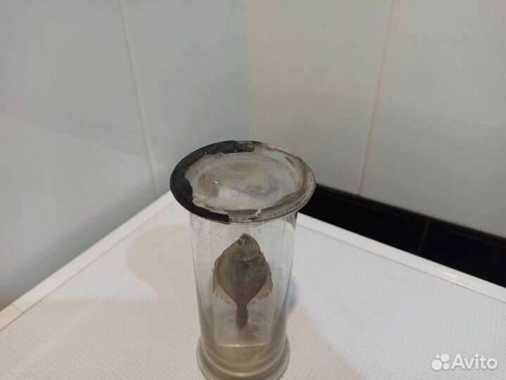 Камбала экспонат