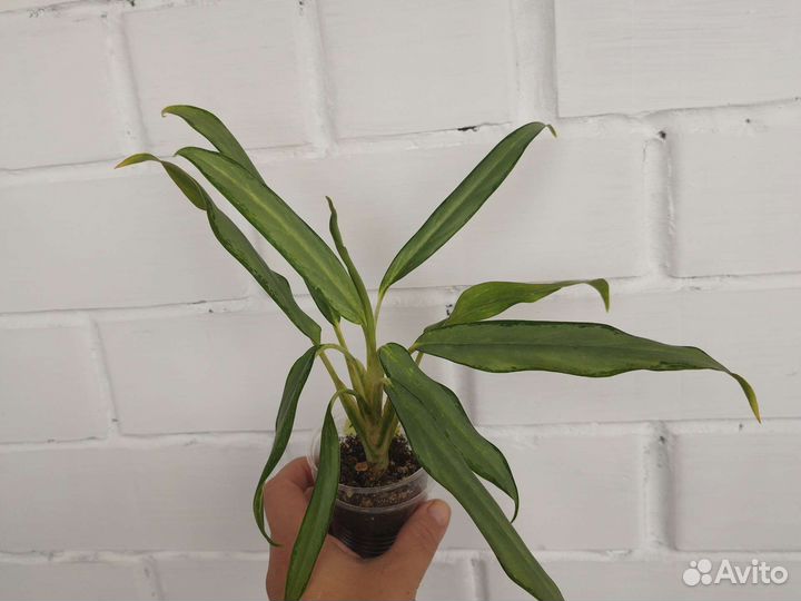 Аглаонема Вайт Ленс