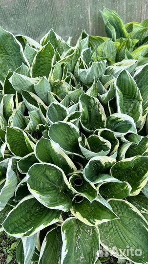 Хоста в ассортименте