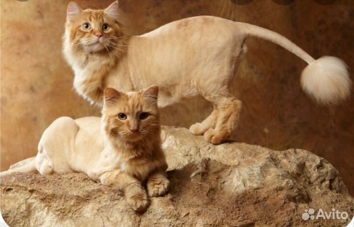 Стрижка собак, груминг кошек