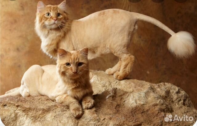 Стрижка собак, груминг кошек