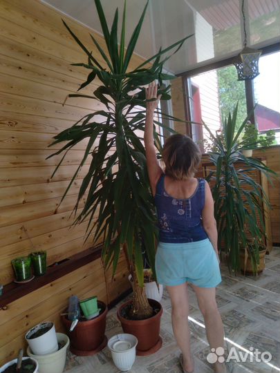 Пальма юкка